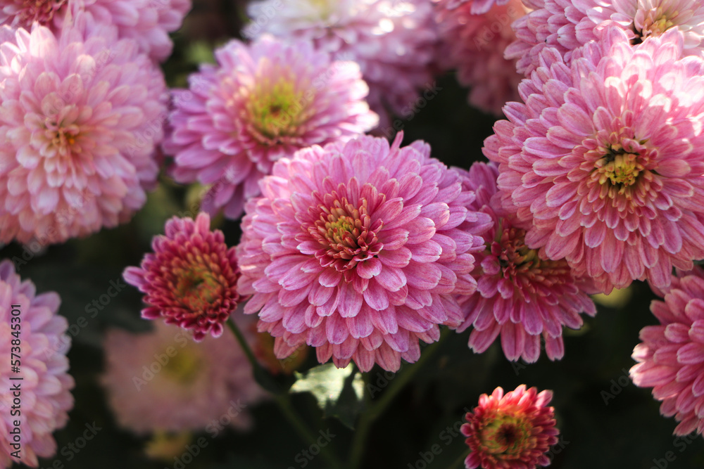 Beautiful chrysanthemum as background picture. Beautiful chrysanthemum as background picture.