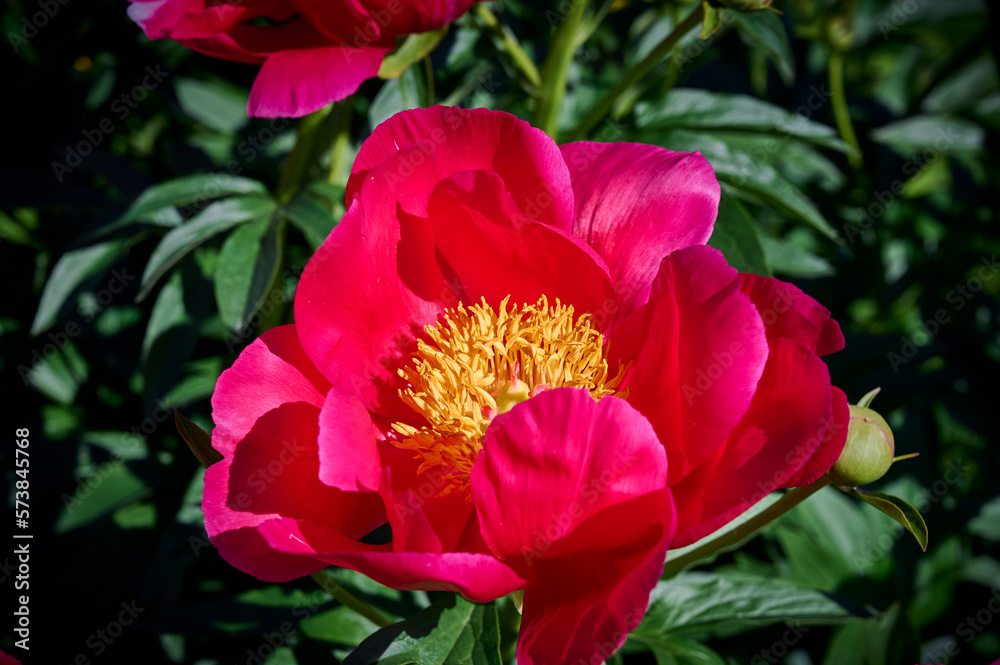 Red Peony flowers close-up.  peonies on a green background