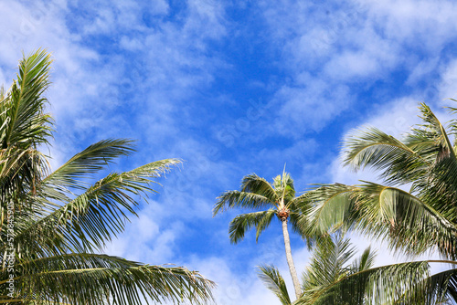 coconut trees with blue sky and white clouds at Hawaii on vacation 