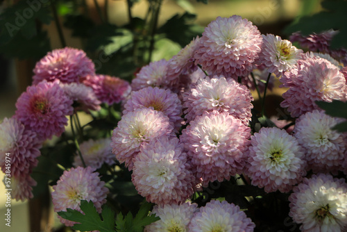 Closeup of pink chrysanthemum flower in garden photo