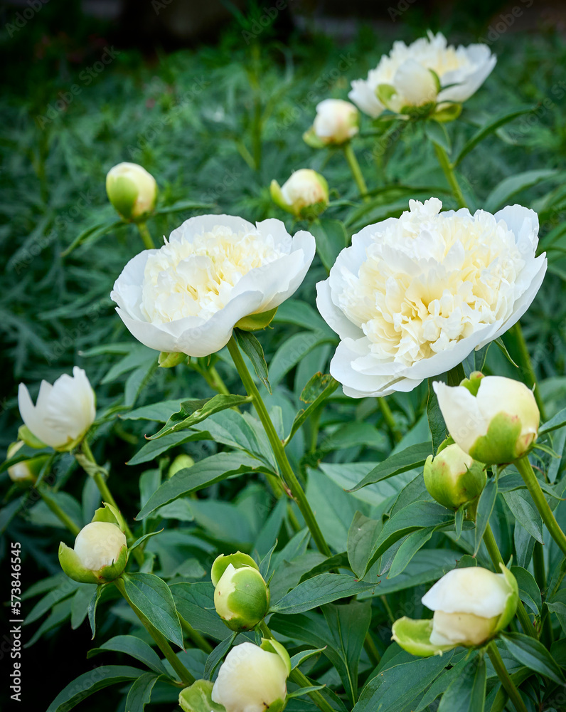 Fototapeta premium White Peony flowers close-up. peonies on a green background
