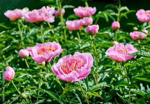 Pink Peony flowers close-up.  peonies on a green background