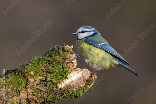 A portrait of a blue tit, Cyanistes caeruleus, as it is perched on the end of a lichen covered branch with a plain background and copy space