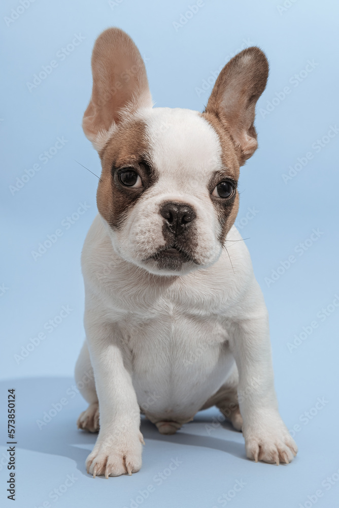 Studio shot of a lovely French Bulldog looking at the camera and sitting on blue background. French Bulldog puppy 3 months old