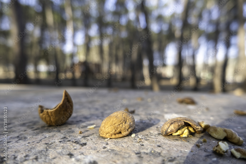 Walnut shells in the forest Walnut shells in the forest