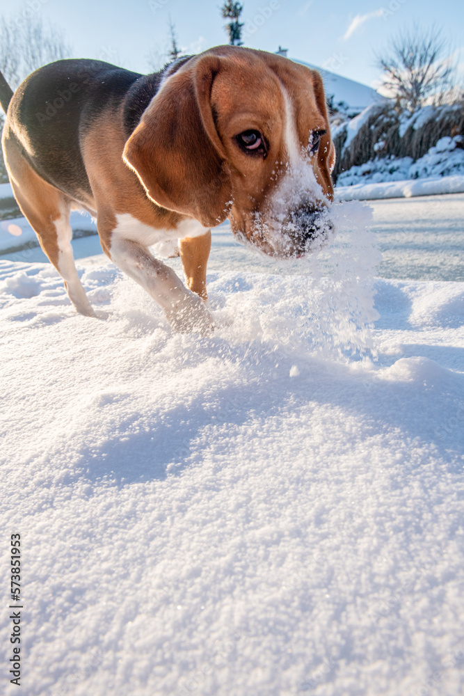 młody beagle bawiący się w śniegu - obrazy, fototapety, plakaty 