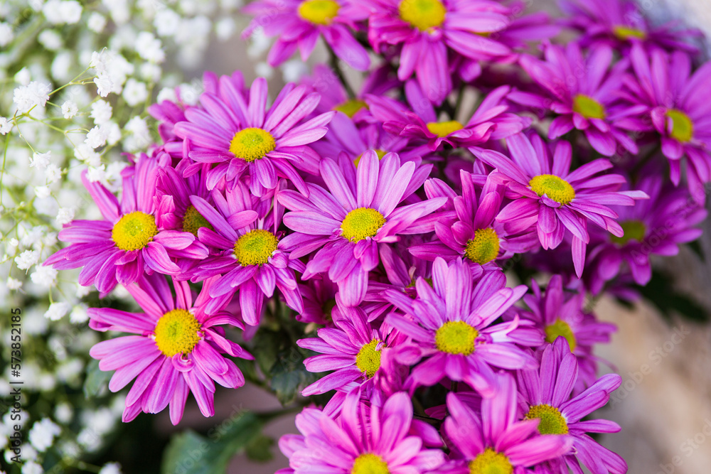pink and white flowers pink and white flowers