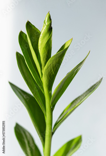 Young Zamioculcas branch on light background.Cultivated Zamioculcas Zamiifolia houseplant. Plants in the interior. Close-up. Copy space for text.