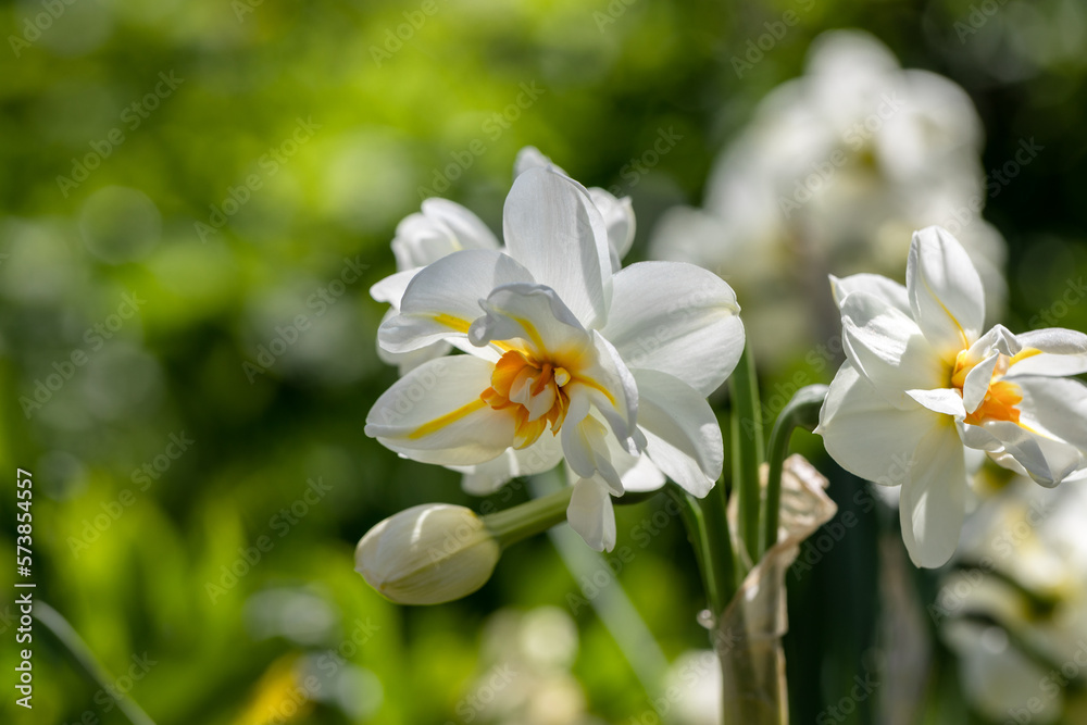 Narcissus 'Erlicheer' double daffodil close up Narcissus 'Erlicheer' double daffodil close up