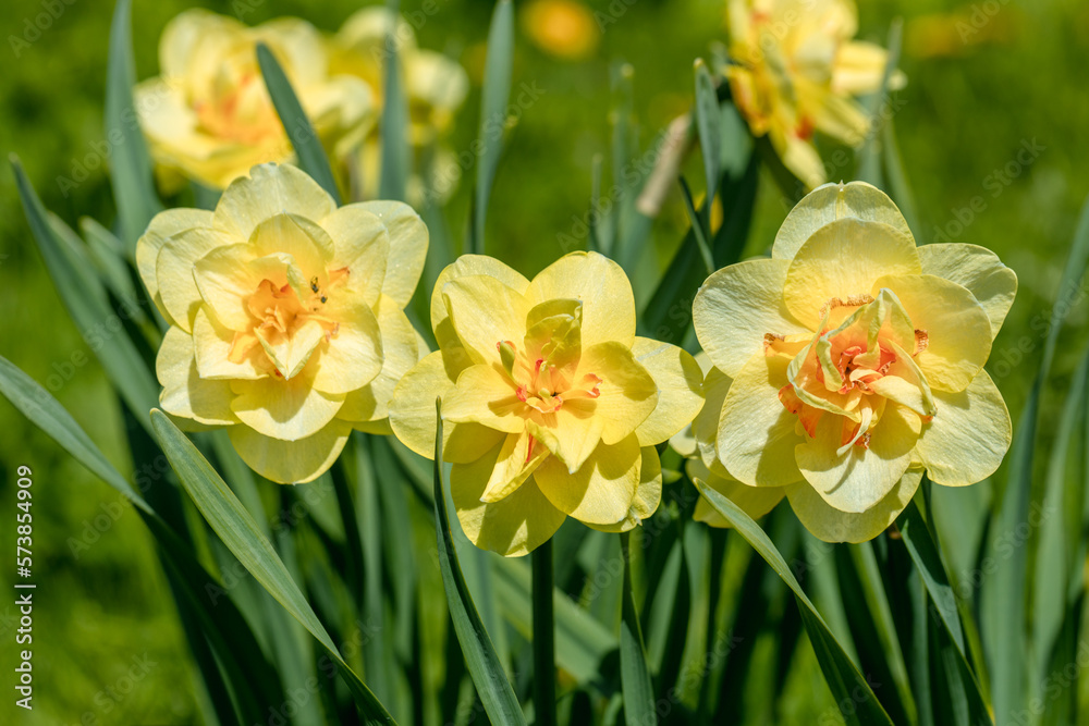 Yellow double narcissus Tahiti blooms in the garden Yellow double narcissus Tahiti blooms in the garden