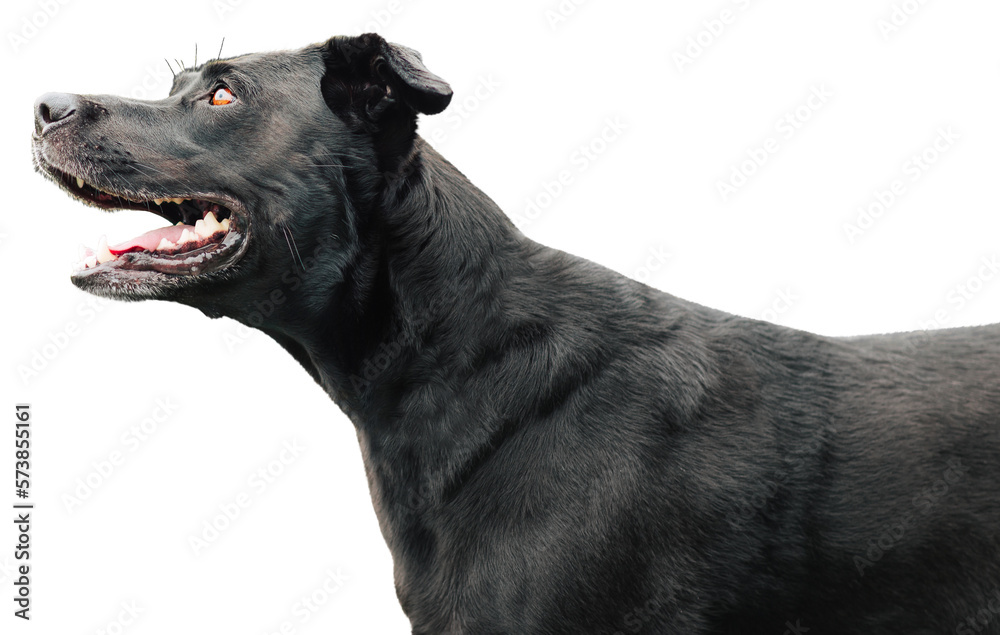 Black labrador portrait isolated. Side view of the dog.