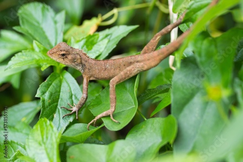 Close up of a Lizard sitting and surrounded by leaves. © Monika