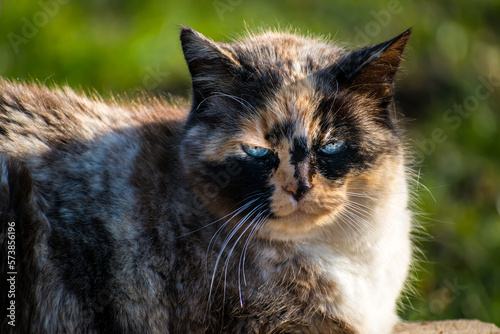 Beautiful calico cat with blue eyes sitting in the garden with sunshine