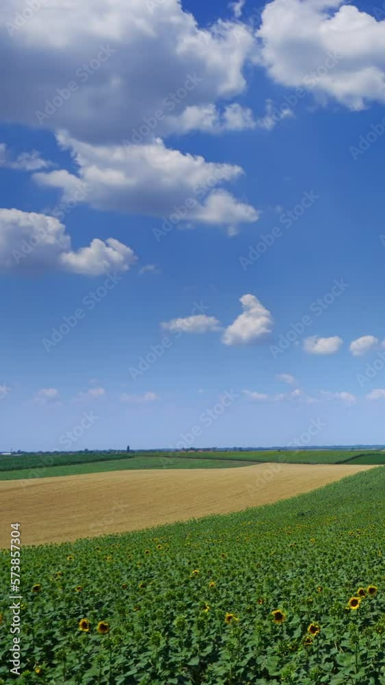 Rural landscape with fields stripes of sunflowers and wheat in Serbia, timelapse. Vertical video Rural landscape with fields stripes of sunflowers and wheat in Serbia, timelapse. Vertical video