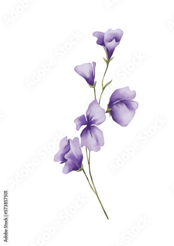 Watercolor botanical illustration of purple wildflowers