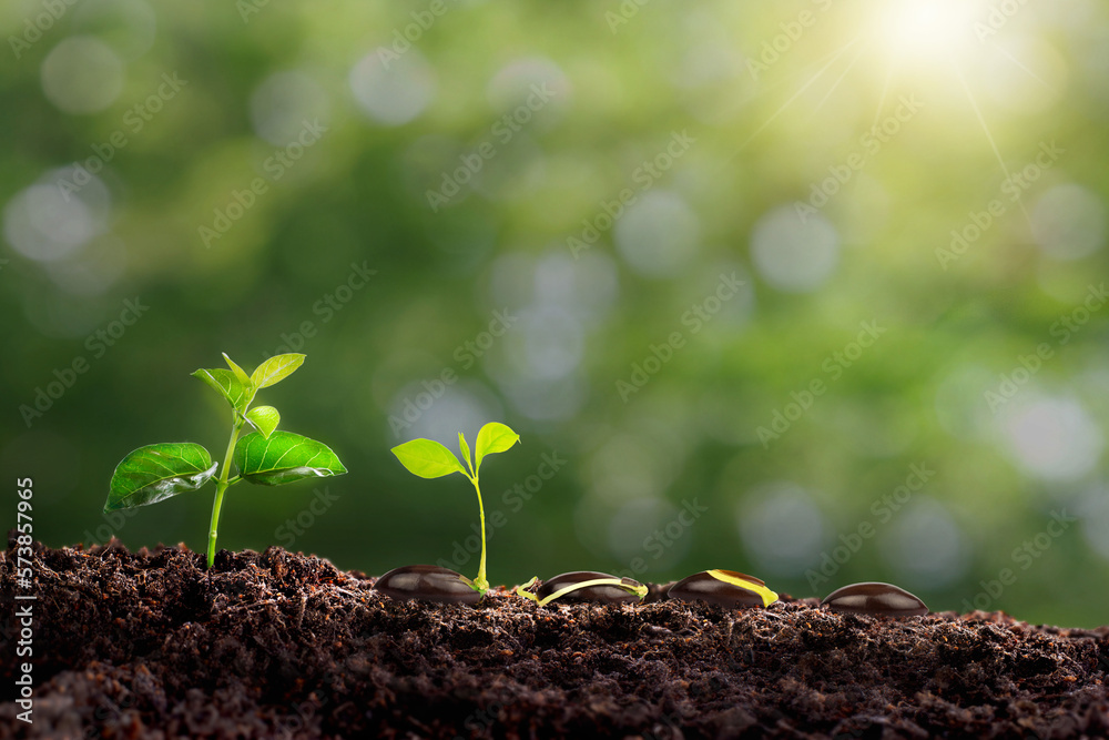 small tree planted with sunrise green earth and earth day concept. a planted tree seedling, green bokeh background, forest conservation concept. Environment, Growing Concept small tree planted with sunrise green earth and earth day concept. a planted tree seedling, green bokeh background, forest conservation concept. Environment, Growing Concept