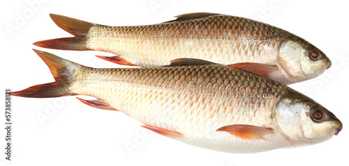 Photography Rohu or Rohit fish of Indian subcontinent