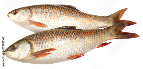 Rohu or Rohit fish of Indian subcontinent photo