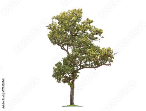 Green tree isolated on transparent background with clipping path  single tree with clipping path and alpha channel. are Forest and foliage in summer for both printing and web pages. 