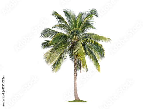 Green palm tree isolated on transparent background with clipping path  single palm tree with clipping path and alpha channel. are Forest and foliage in summer for both printing and web pages. 