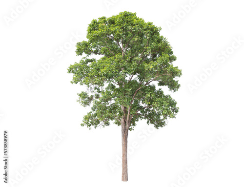 Green tree isolated on transparent background with clipping path, single tree with clipping path and alpha channel. are Forest and foliage in summer for both printing and web pages.   © Gan