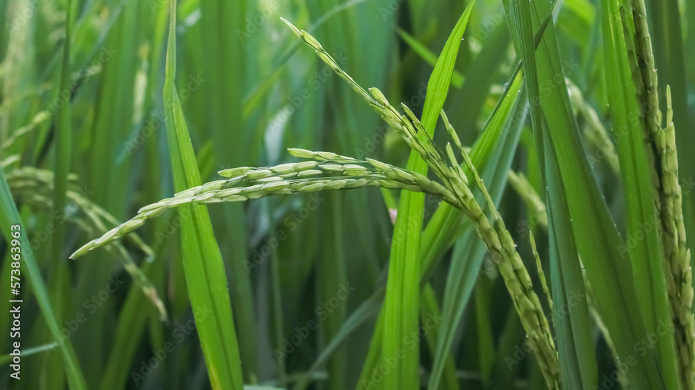 Obraz premium Rice field. Closeup of green paddy rice field with green leaf and Sunlight. Rice field on rice paddy green color lush growing is a agriculture. Closeup of green paddy.