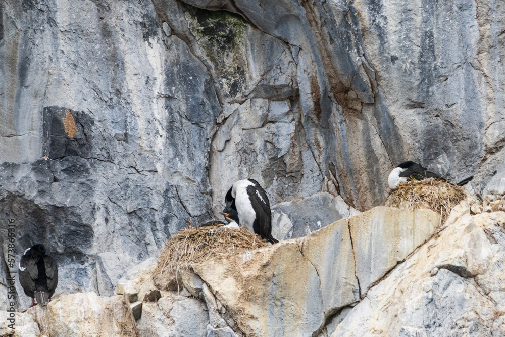 Fototapeta premium Auckland shag (Leucocarbo colensoi)