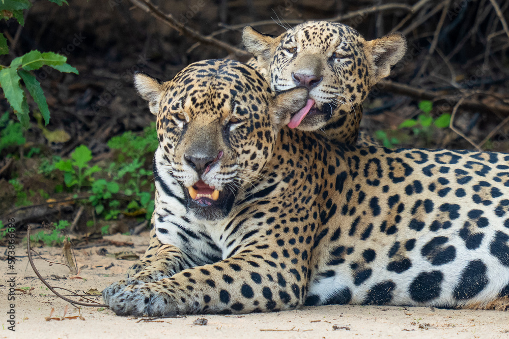 Fototapeta premium Jaguar female with young