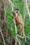 Hooded capuchin monkey in a tree