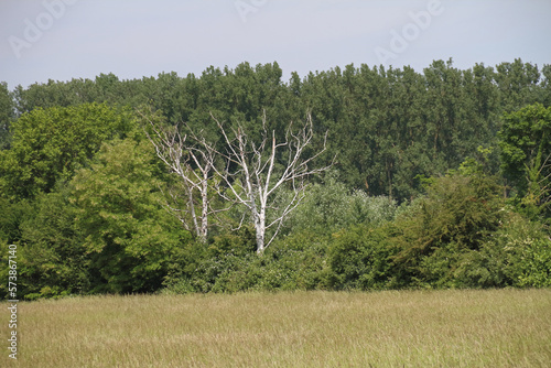 Baumsterben photo