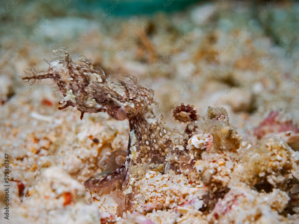 Hairy Octopus, Haariger Tintenfisch (Octopus sp Hairy Octopus, Haariger Tintenfisch (Octopus sp