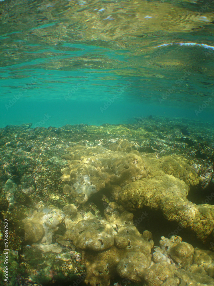 Obraz premium a coral reef in the caribbean sea