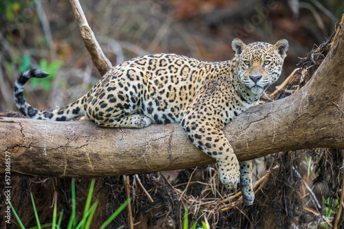 Jaguar in a tree © Staffan Widstrand