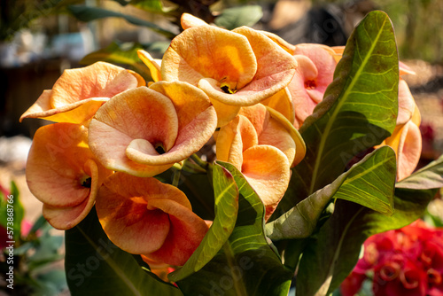 Euphorbia milii, the crown of thorns, Christ plant, or Christ thorn, is a species of flowering plant in the spurge family photo