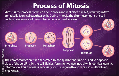 Process of mitosis phases with explanations