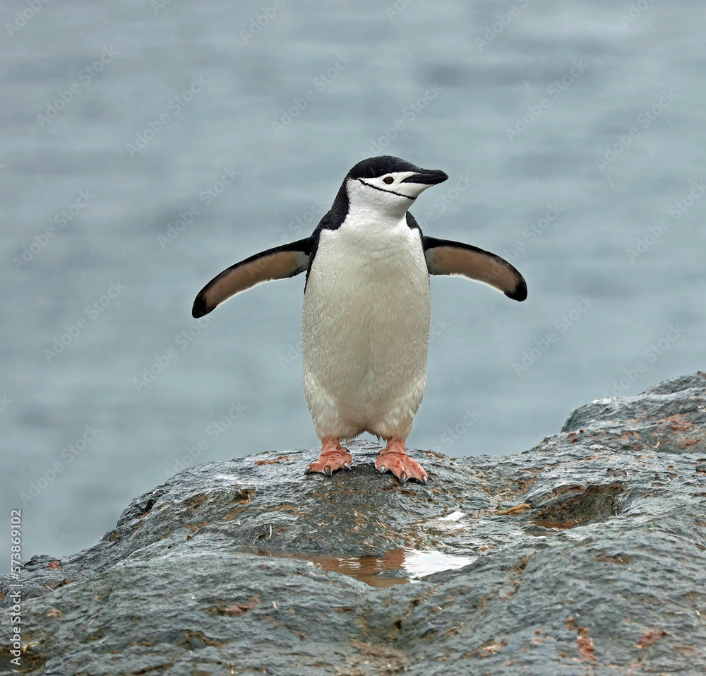 Obraz premium Chinstrap Penguin Pygoscelis antarcticus on a rocky shore of Antarctica in December on a sunny day 