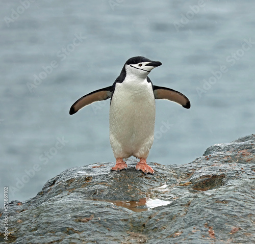 Chinstrap Penguin Pygoscelis antarcticus on a rocky shore of Antarctica in December on a sunny day 