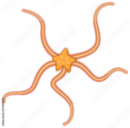 Brittle stars animal cartoon isolated