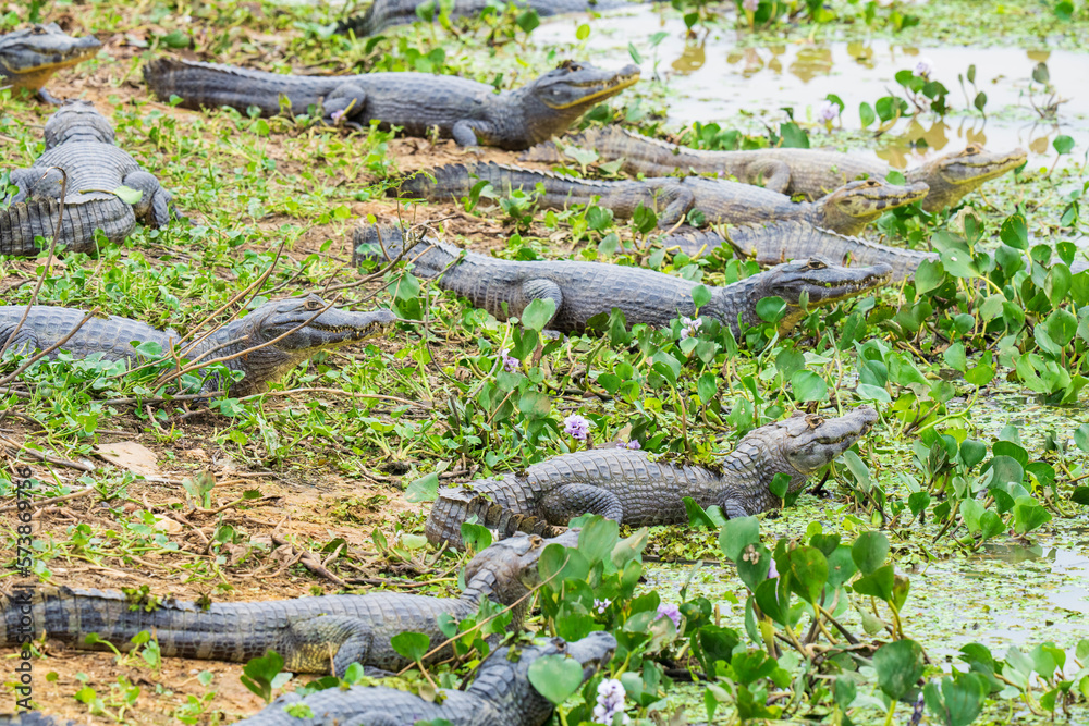 Yacaré Caimans in water and green vegetation Yacaré Caimans in water and green vegetation