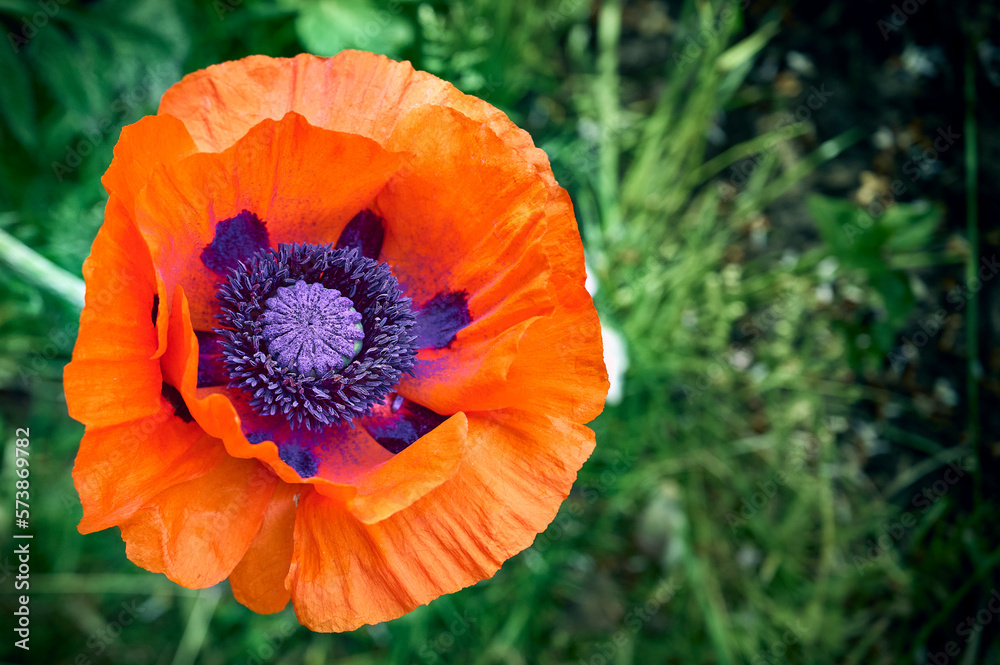 red poppy flowers on a background of green foliage red poppy flowers on a background of green foliage