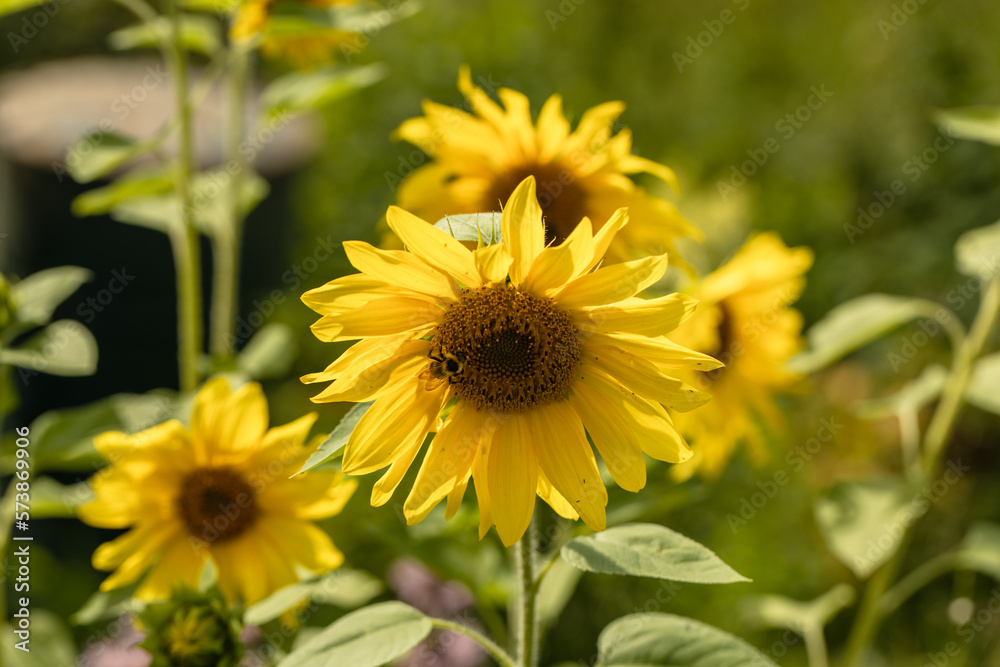sunflowers in the garden, flowers image in the garden sunflowers in the garden, flowers image in the garden