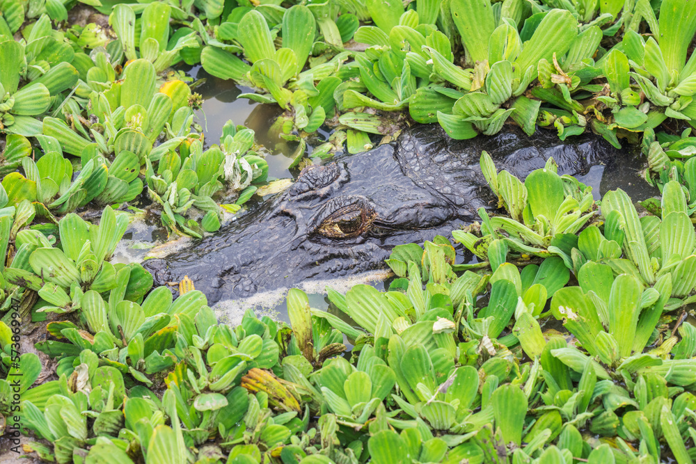 Fototapeta premium Yacaré Caiman in water and green vegetation