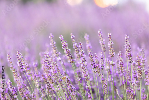Fototapeta Naklejka Na Ścianę i Meble -  Lavender bushes closeup on sunset. Sunset gleam over purple flowers of lavender. Provence region of France.