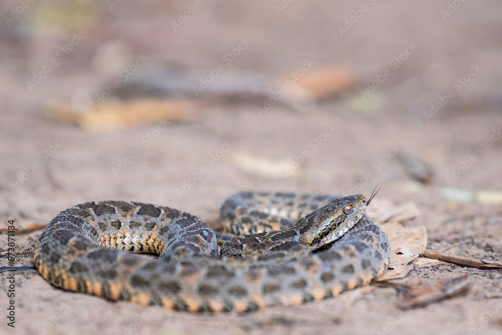 Mato Grosso lancehead pit viper Mato Grosso lancehead pit viper
