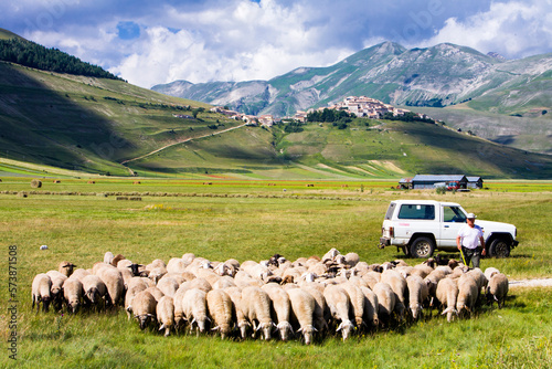 PARCO NAZIONALE DEI MONTI SIBILLINI,Norcia, Perugia. Armento di pecore al pascolo verso Castelluccio. photo