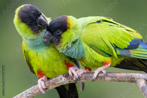 Nanday parakeet birds in a tree photo