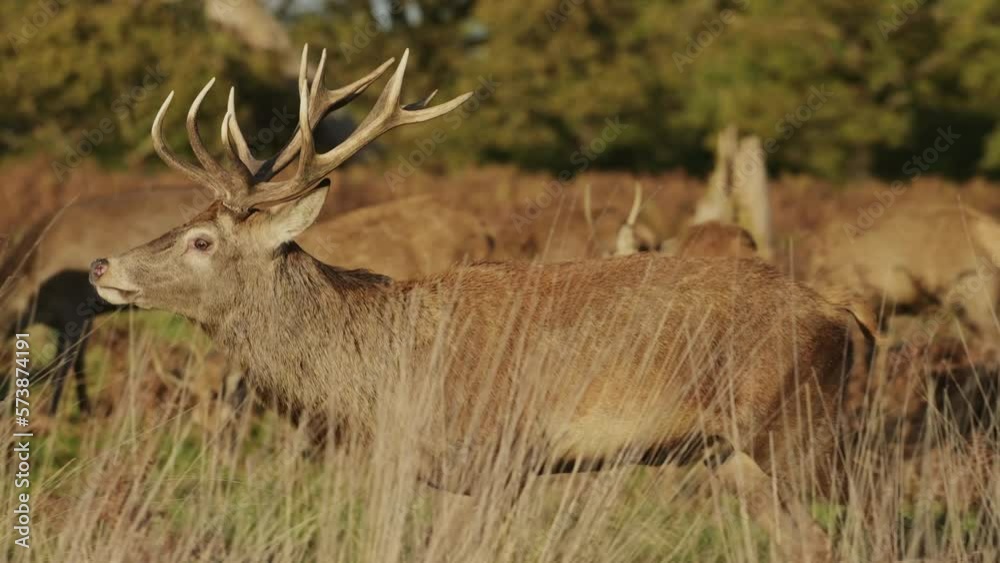 Slow Motion Beautiful Large Red Deer with Tracking Shot in Colourful Landscape, Deer With Large Antlers Running Through Tall Grassy Field Panning Shot in Richmond Park, London, England, UK Slow Motion Beautiful Large Red Deer with Tracking Shot in Colourful Landscape, Deer With Large Antlers Running Through Tall Grassy Field Panning Shot in Richmond Park, London, England, UK