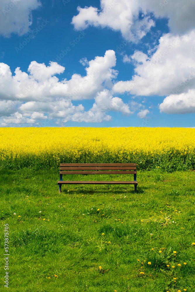 Spring summer landscape. Lonely empty wooden bench, green field near a tree, yellow blossoming rape field, dandelions, beautiful sky with clouds. Spring summer landscape. Lonely empty wooden bench, green field near a tree, yellow blossoming rape field, dandelions, beautiful sky with clouds.