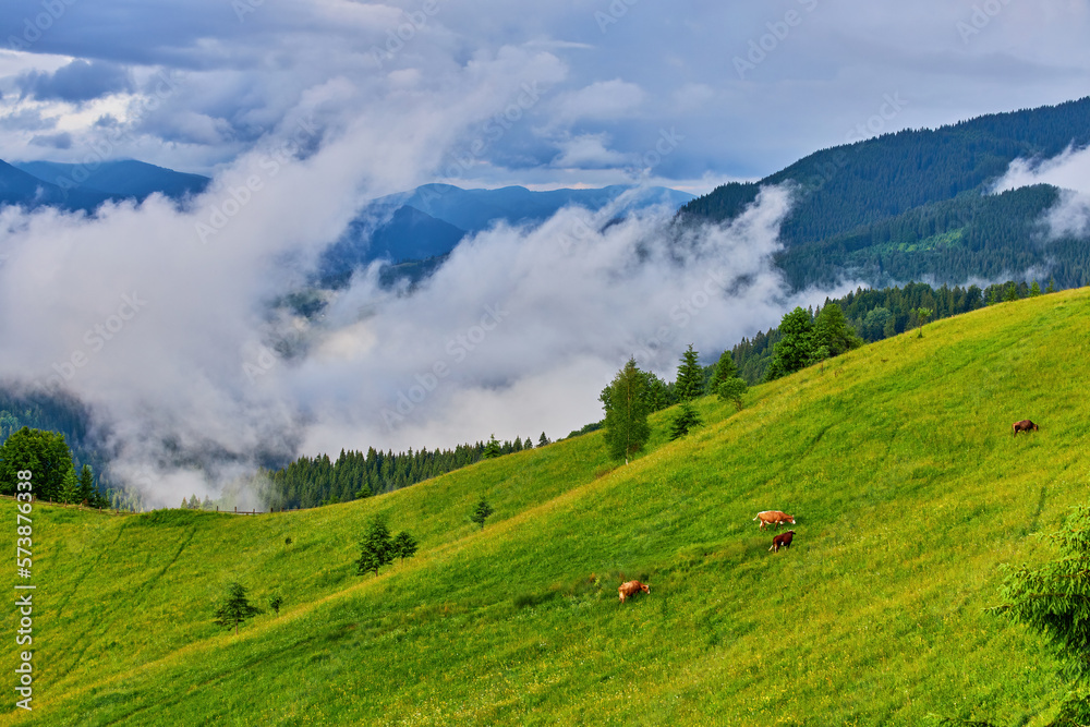 mountain meadow in morning light. countryside springtime landscape with valley in fog behind the forest on the grassy hill. fluffy clouds on a bright blue sky.