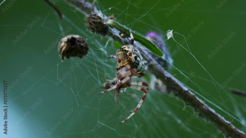 Close up macro shot of big colorful Araneus diadematus spider emitting digestive enzyme on prey and slowly eating it. Spider web on a thistle branch. Close up macro shot of big colorful Araneus diadematus spider emitting digestive enzyme on prey and slowly eating it. Spider web on a thistle branch.